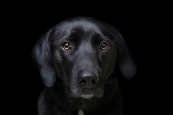 Black Lab Puppy Photographer in Franklin TN | Pet Portrait Photography | Moments By T