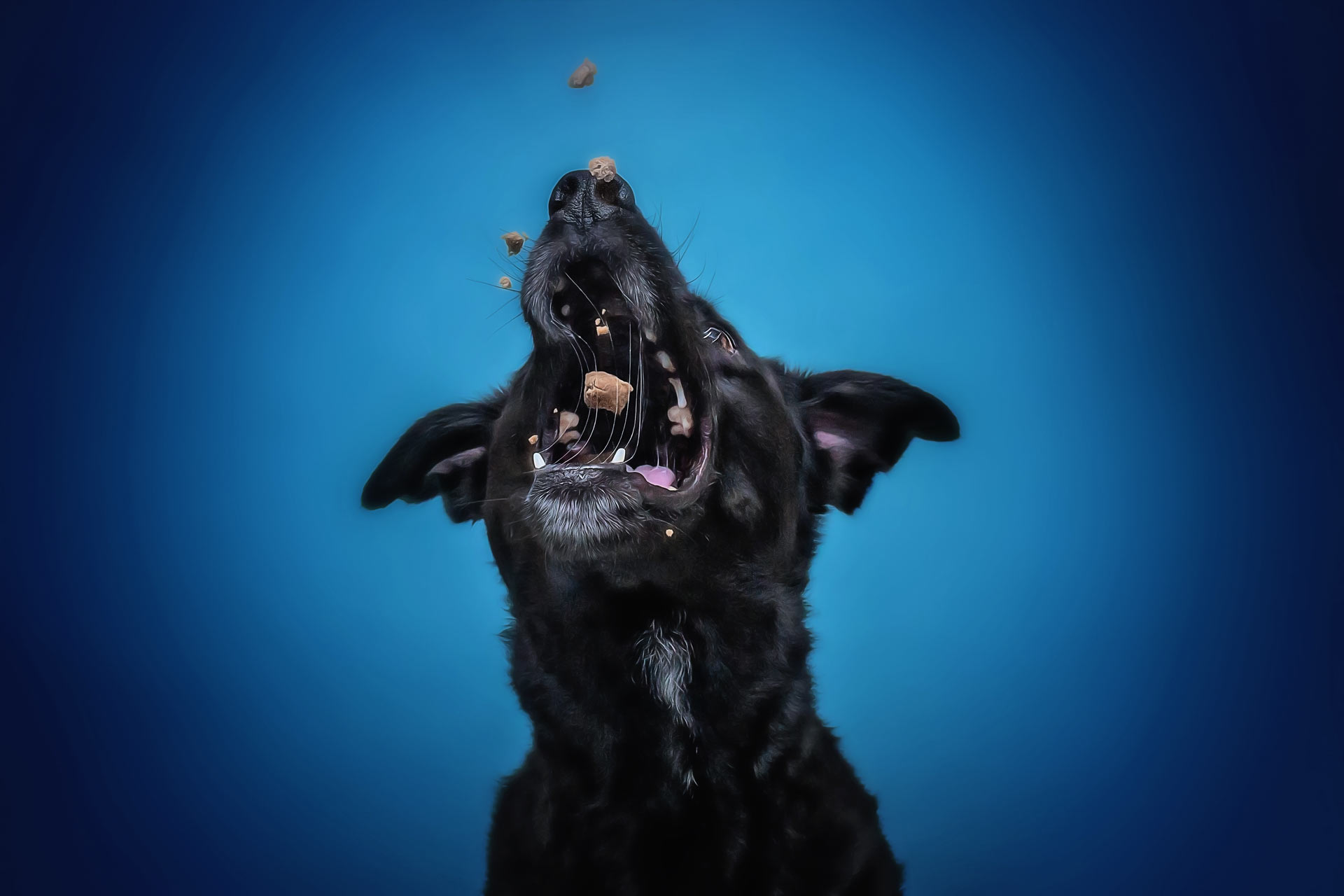 Black lab catching treats in his mouth during professional photography session at Moments By T Franklin Tennessee