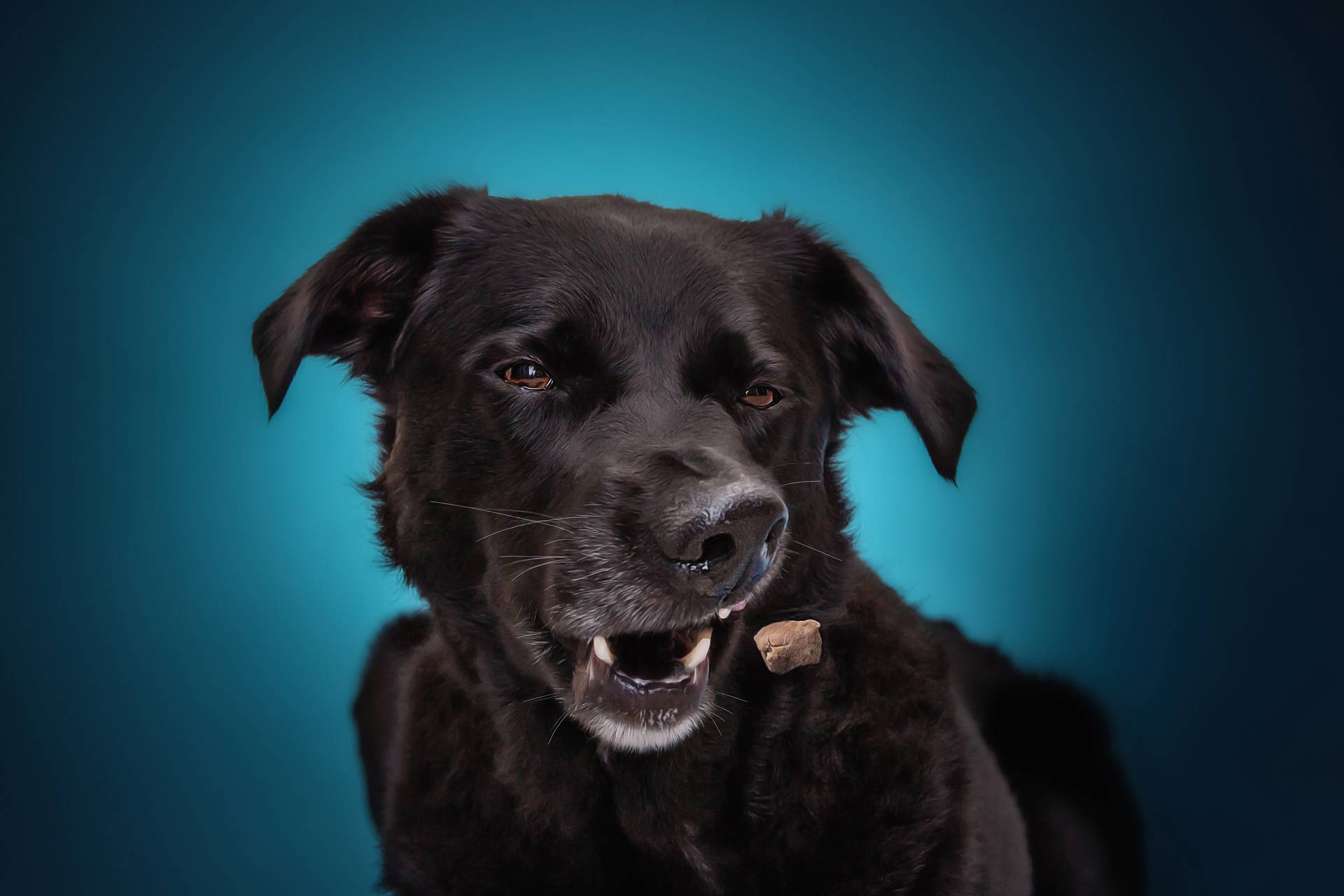 Black lab catching treats during professional photography session at Moments By T Franklin Tennessee