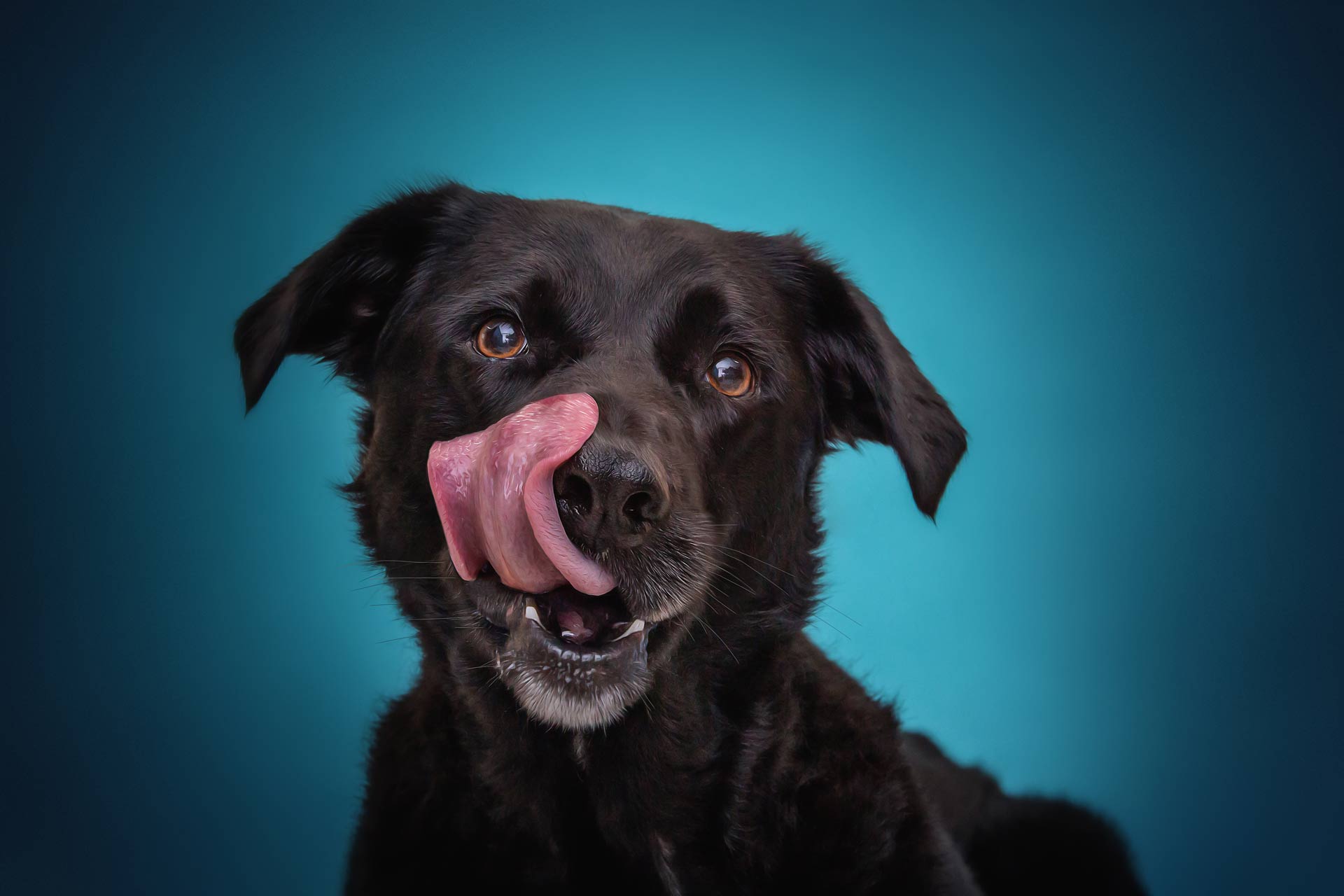 Black lab licking during professional photography session at Moments By T Franklin Tennessee