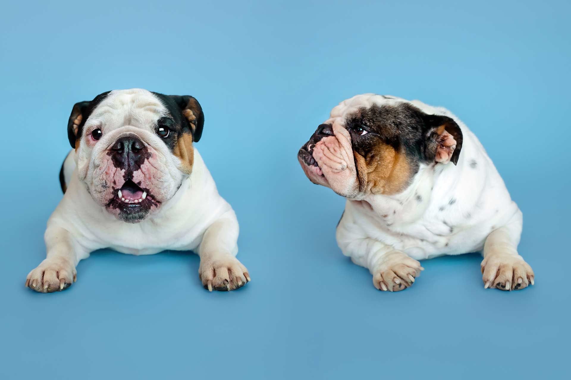 Alice and Zoe English Bulldogs during professional pet photography session at Moments By T studio Franklin Tennessee