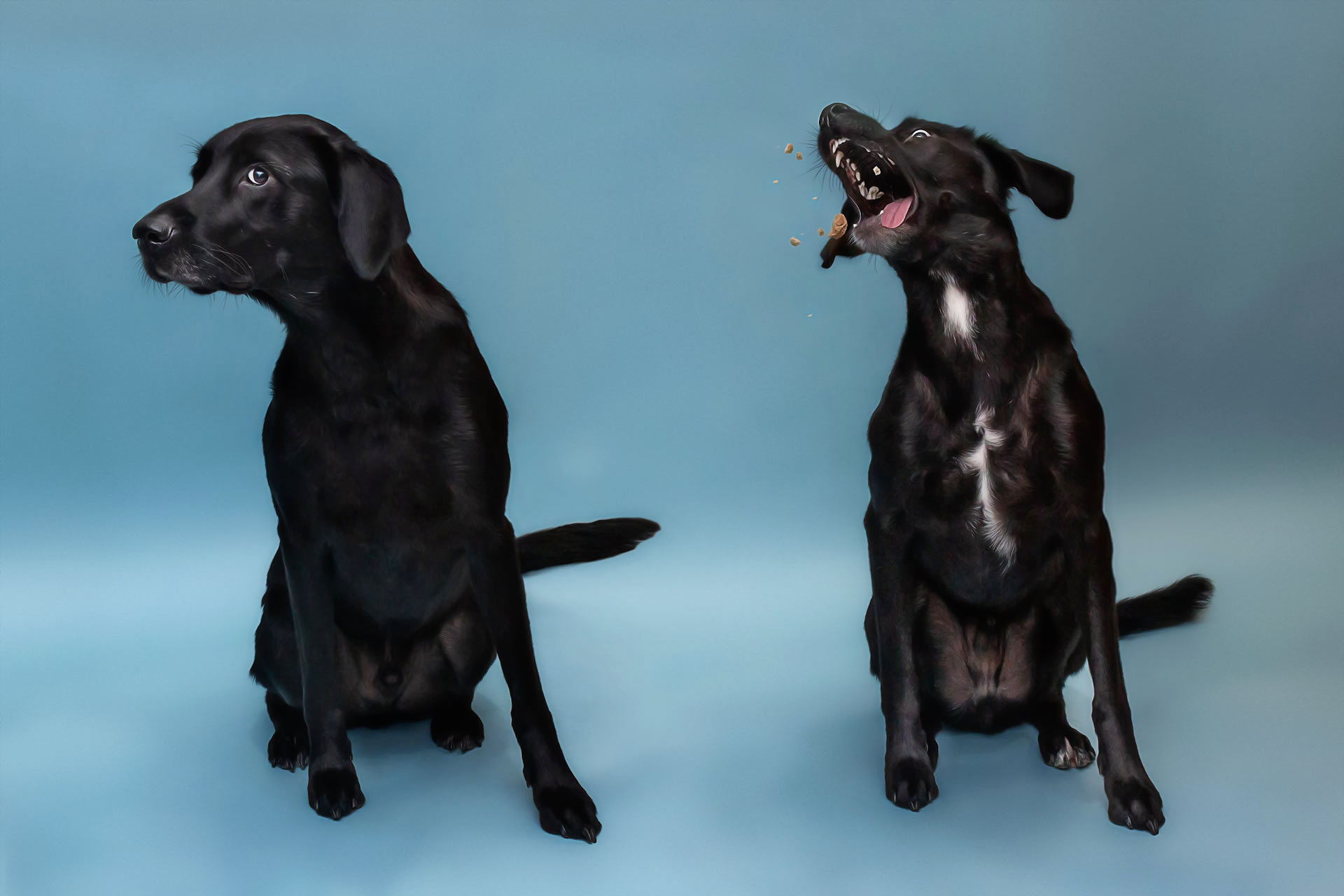 Two goofy black lab siblings during professional photography session at Moments By T Franklin Tennessee