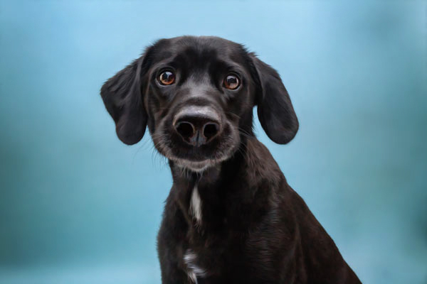 Black Lab Puppy Photography in Franklin TN | Moments By T Pet Photography