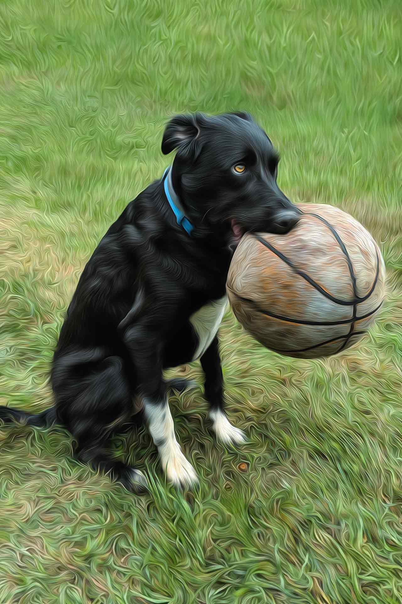 Black lab sitting with an old basketball in his mouth wanting to play during professional photography session at Moments By T Franklin Tennessee