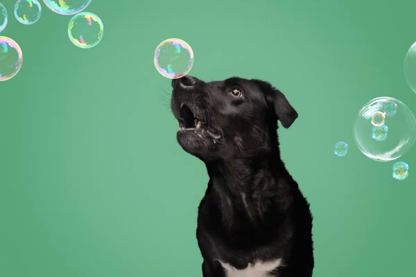 Pooches Catching Bubbles in Franklin TN | Moments By T Pet Photography