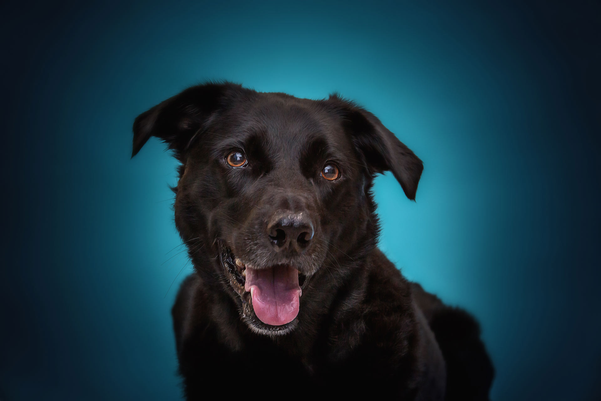 Black lab with happy smile during professional photography session at Moments By T Franklin Tennessee