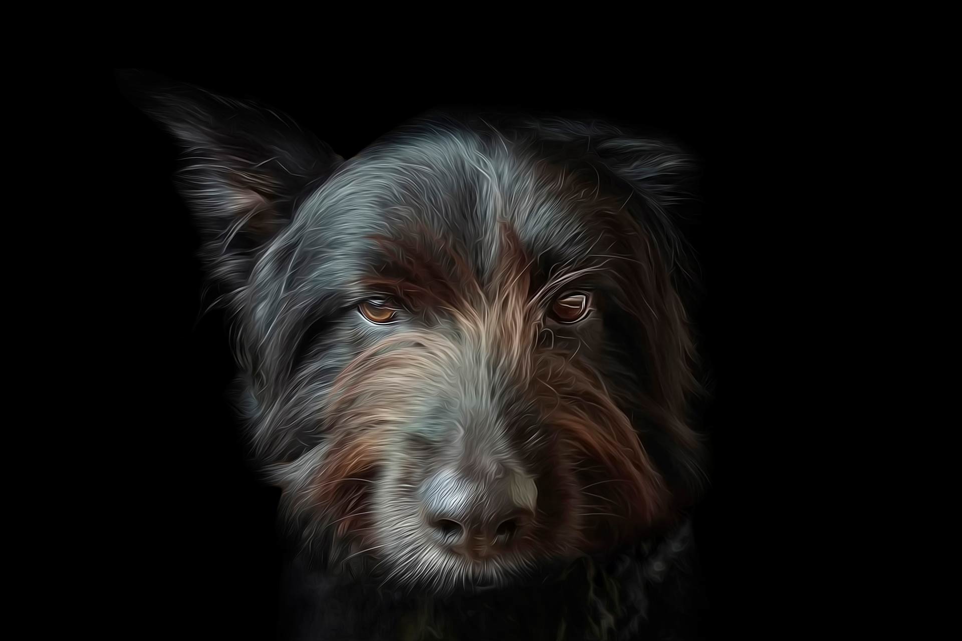 Adult black lab mix headshot with a black background during professional photography session at Moments By T Franklin Tennessee