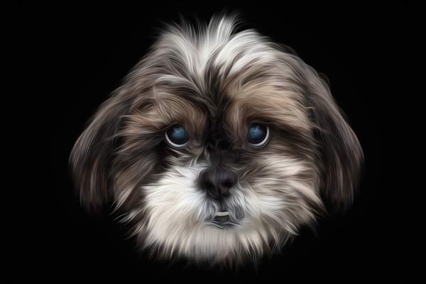 Shi-Tzu Headshots Photography in Franklin TN | Moments By T Pet Photography