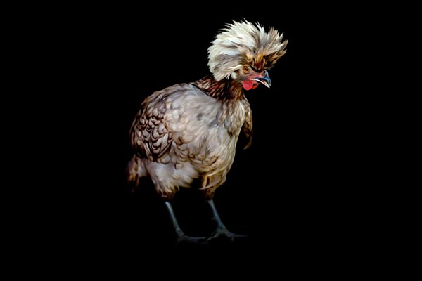 Carol Baskin Chicken and Farm Photographer Franklin TN | White Crested Blue Polish Hen Portrait Photography | Moments By T