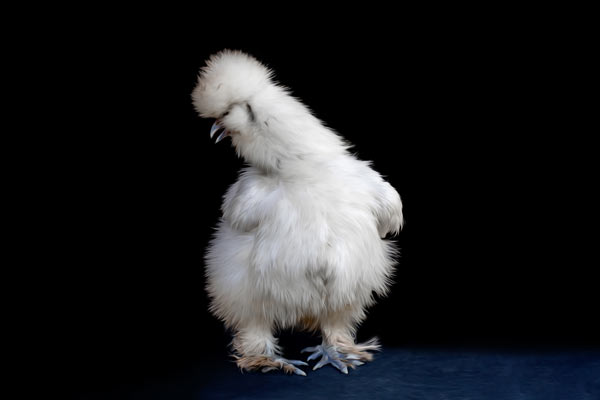 Cotton the Silken Hen in Franklin TN | Farm Animal Fine Art Franklin TN | Moments By T