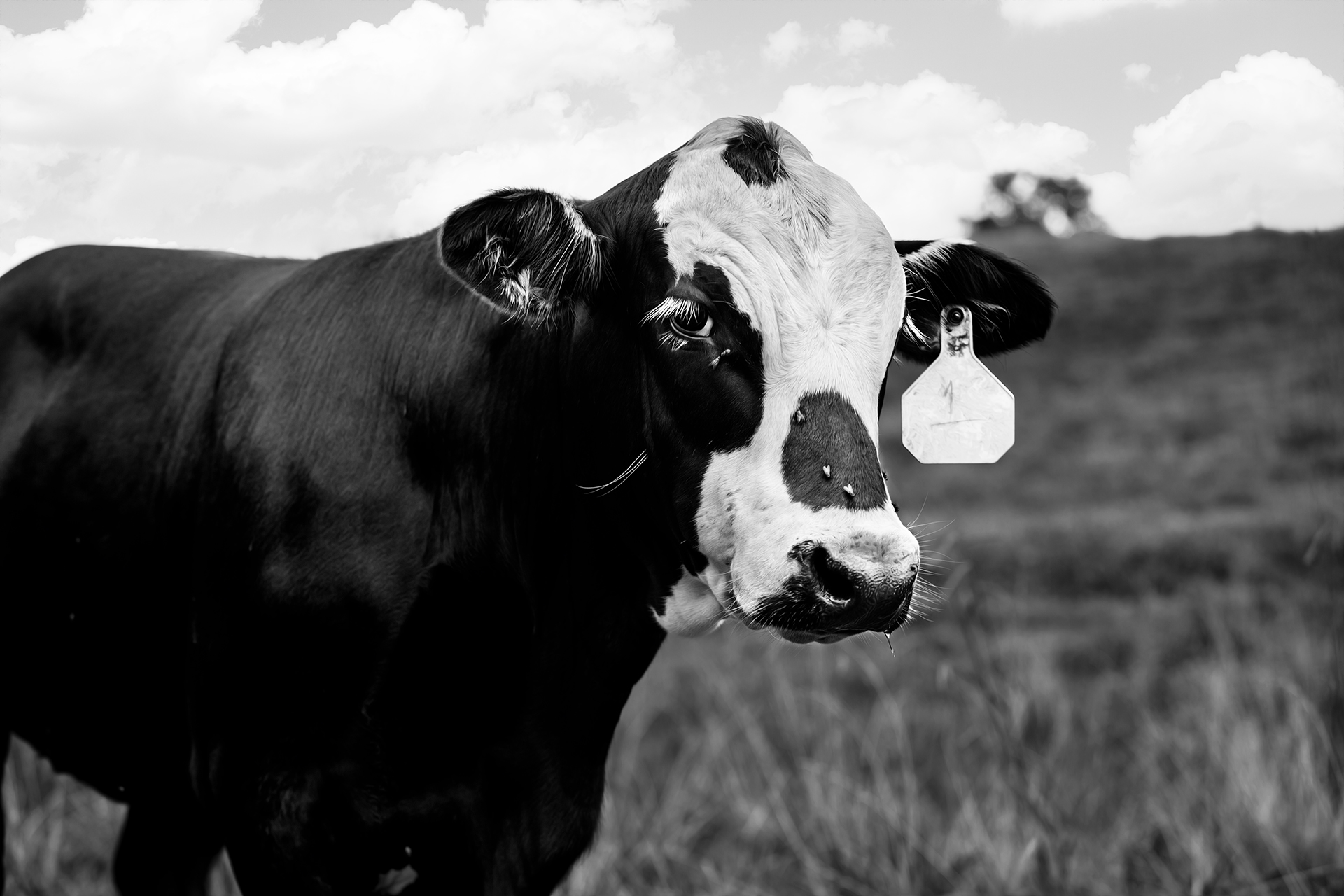 Black and white cow standing in a field during professional Equine photography session at Moments By T Franklin Tennessee