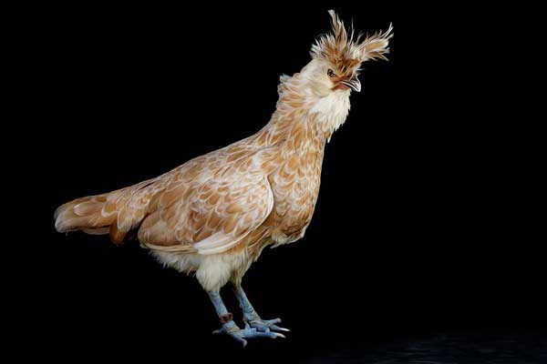 Dolly Parton the Buff Laced Polish Hen | Farm Animal Fine Art Franklin TN | Moments By T