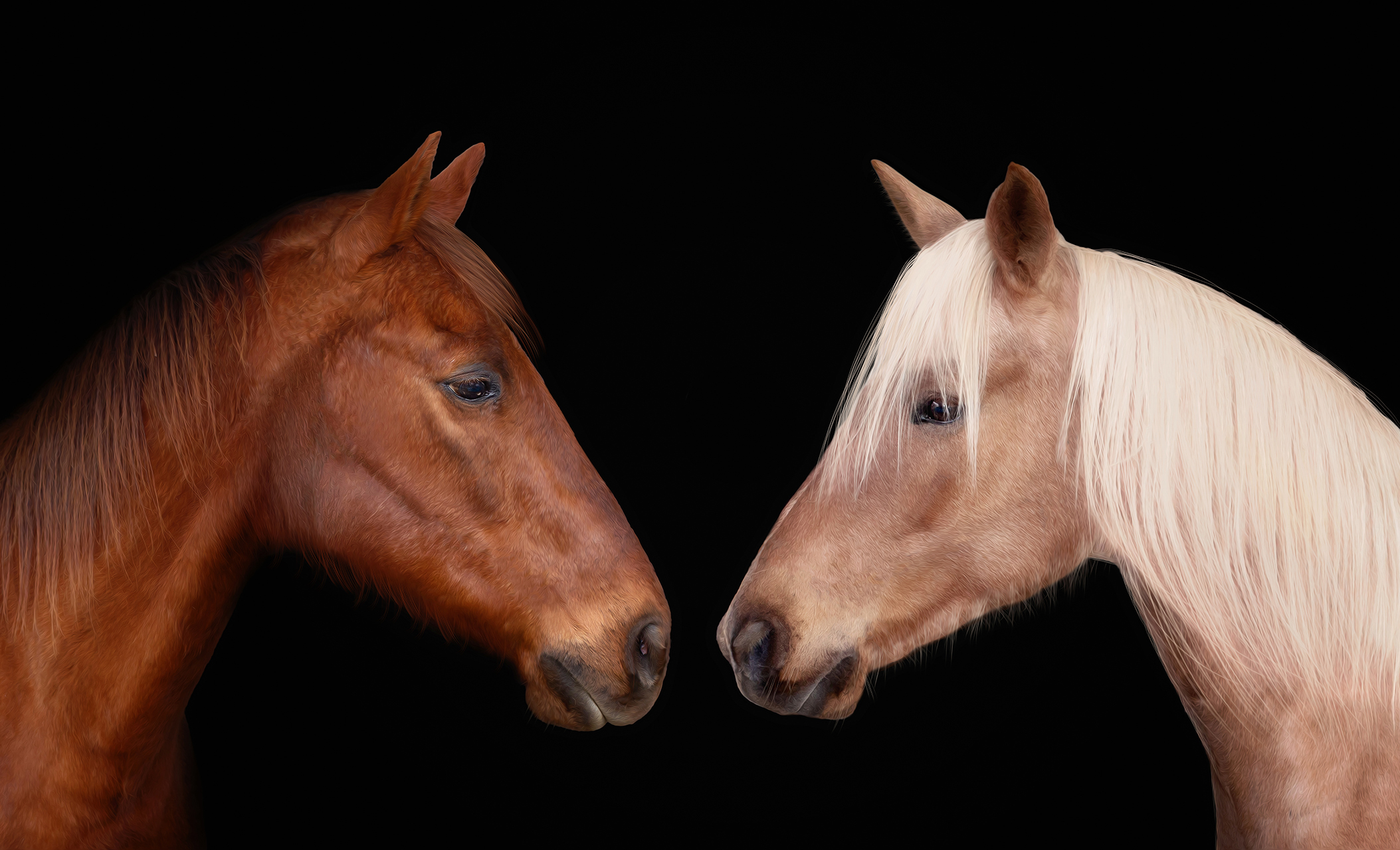 Two horses staring at each other during professional photography session at Moments By T Franklin Tennessee