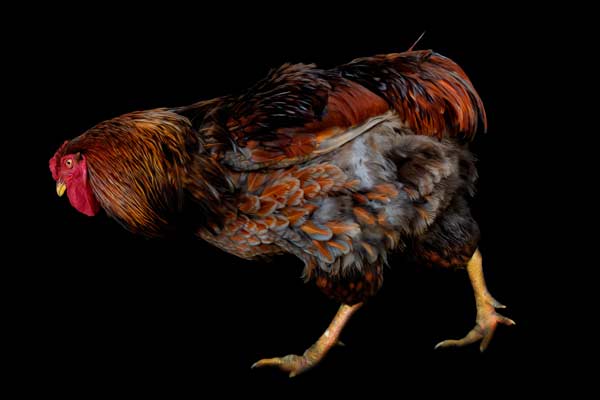 Eddie the Blue Laced Red Wyandotte Rooster | Farm Animal Fine Art Franklin TN | Moments By T