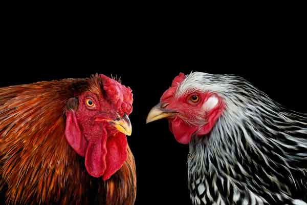 Wyandotte Face-off: Rooster vs Hen | Farm Animal Fine Art Franklin TN | Moments By T