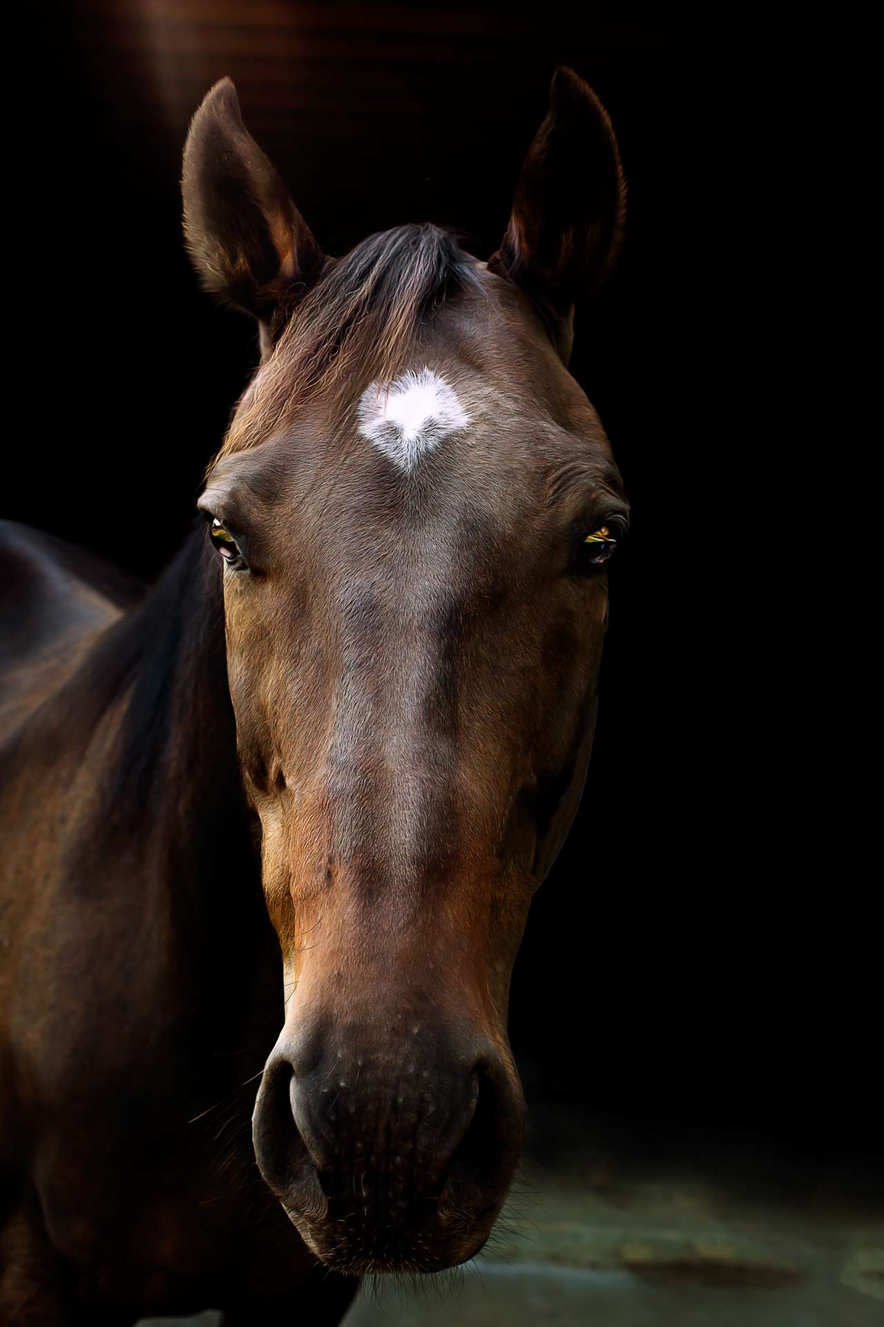 Headshot of a dark brown horse with a black background during professional Equine photography session at Moments By T Franklin Tennessee