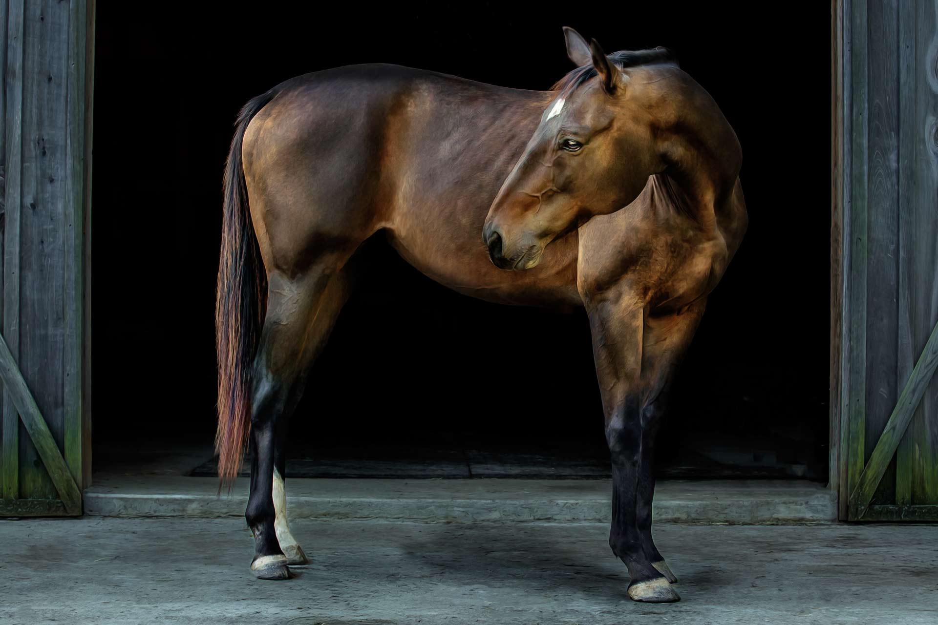 Dark brown horse standing in front of a barn during professional Equine photography session at Moments By T Franklin Tennessee