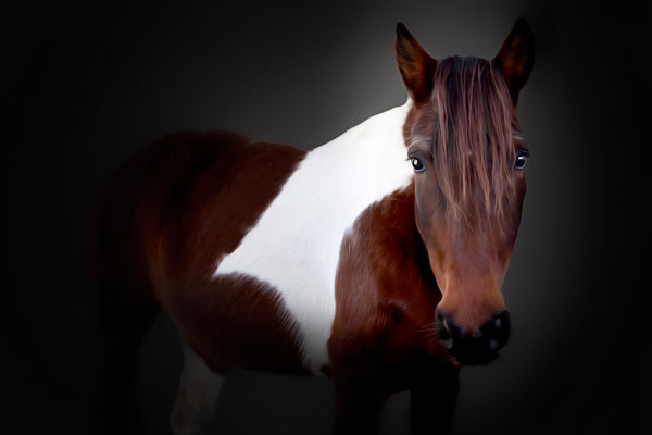 Horse Photography in Franklin TN | Equine Fine Art Portraits | Moments By T