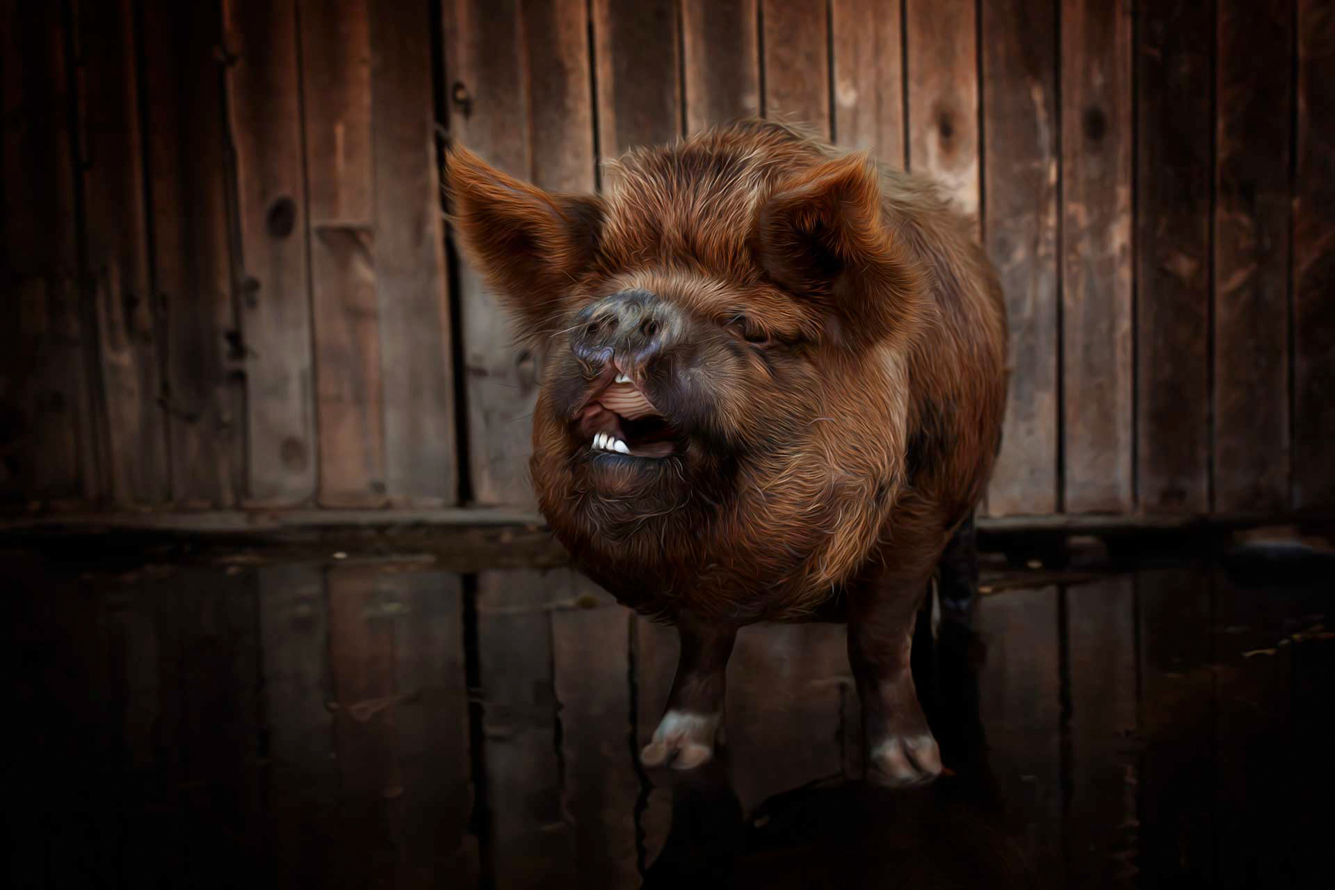 Midge the KuneKune pig professional portrait during farm animal photography session Franklin Tennessee Moments By T