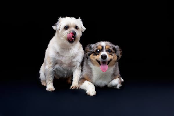 Dog Photography in Franklin TN | Moments By T Pet Photography