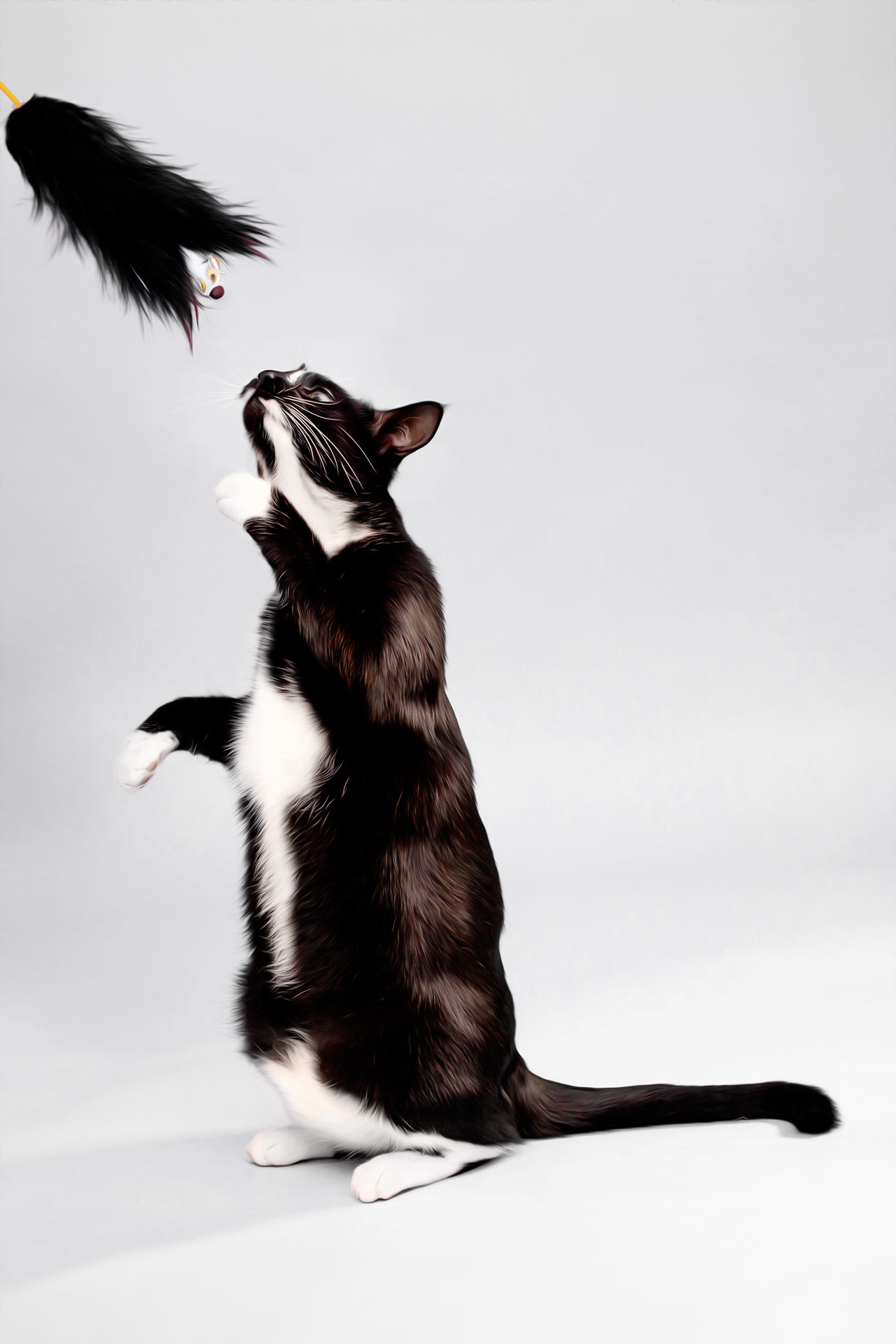 black and white cat standing on his back legs looking at a toy during professional photography session at Moments By T Franklin Tennessee