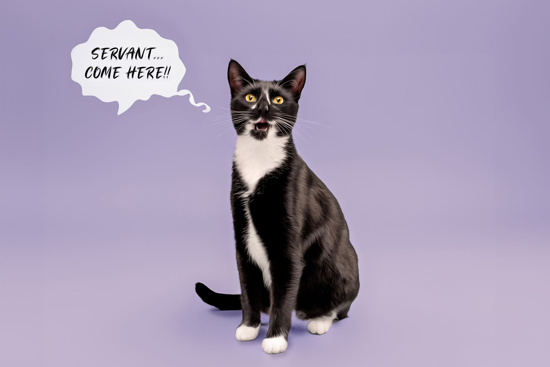 Black and White cat looking at camera during pet portrait photography Moments By T