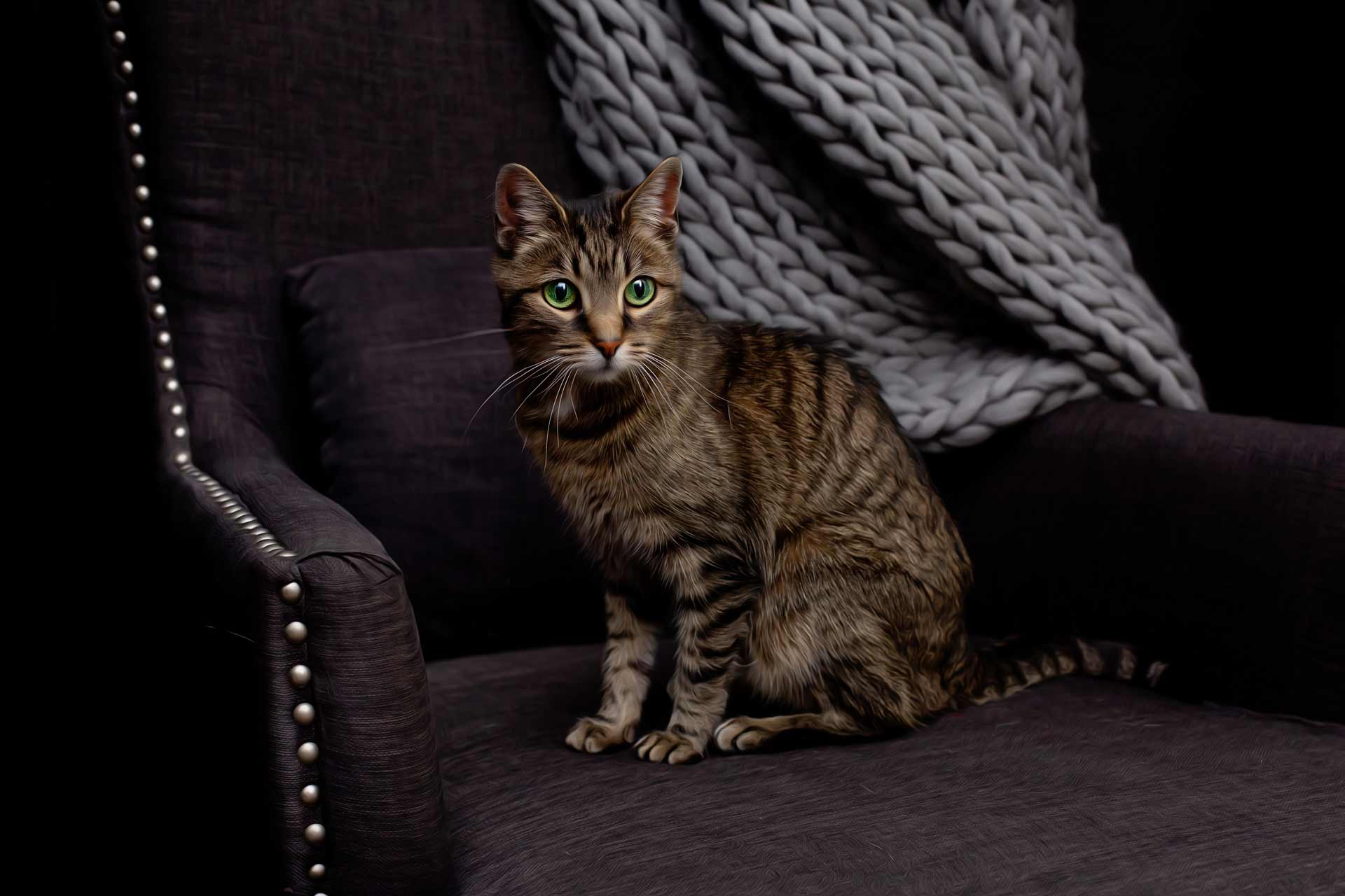 Cat staring at the camera while sitting on a large dark gray chair with a light gray chunky blanket draped over the chair in Franklin Tennessee