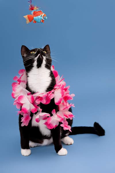 Black and White Cat Wearing a Hawaiian Lei | Cat Portrait Photography Franklin TN | Moments By T Pet Photography