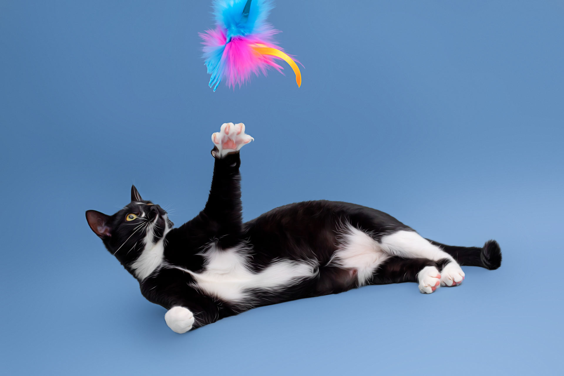 Black and white cat laying on his side with one paw up trying to grab a toy during professional photography session at Moments By T Franklin Tennessee