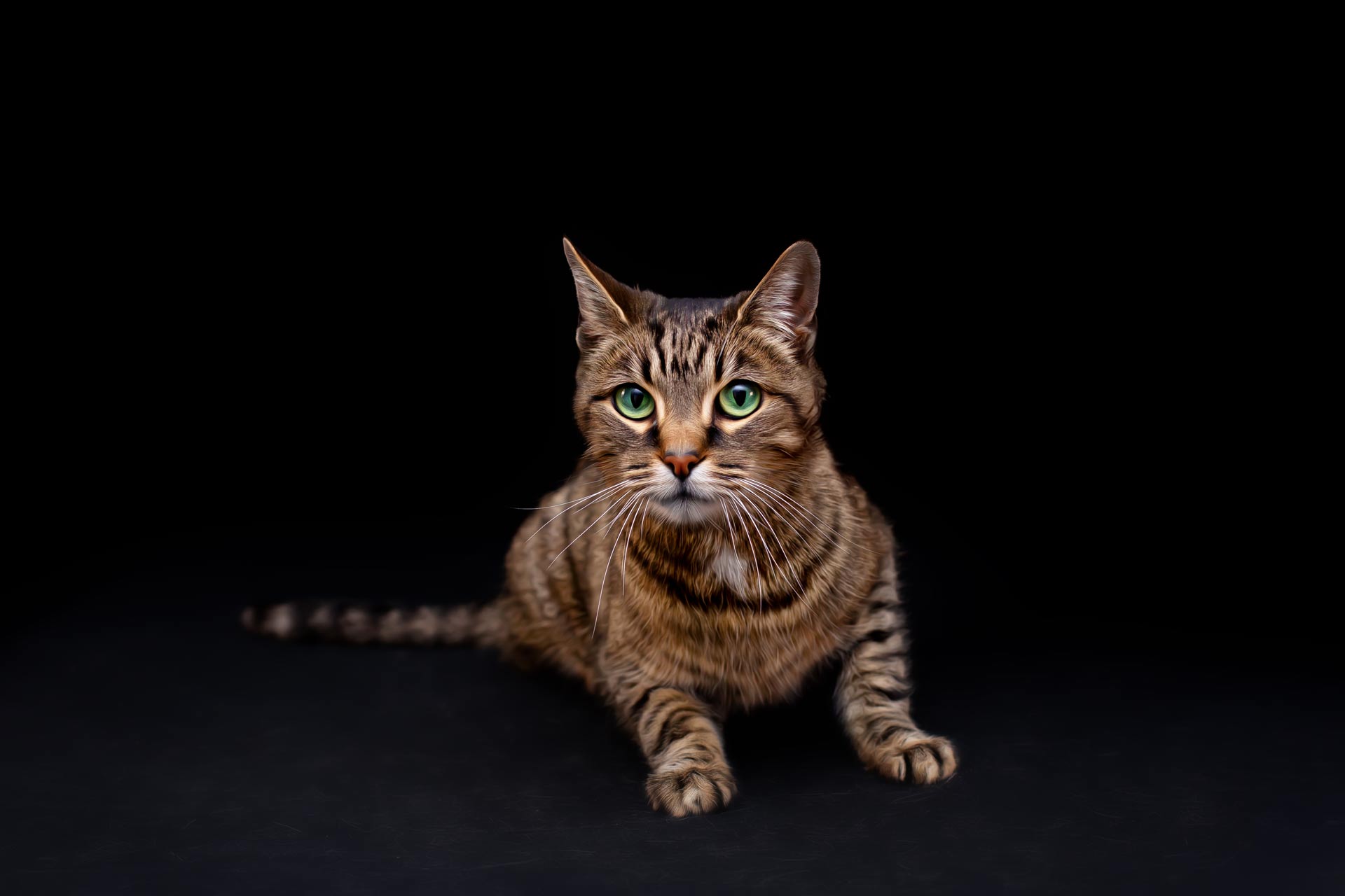 Tabby cat laying down staring at the camera with a black background during professional photography session at Moments By T Franklin Tennessee