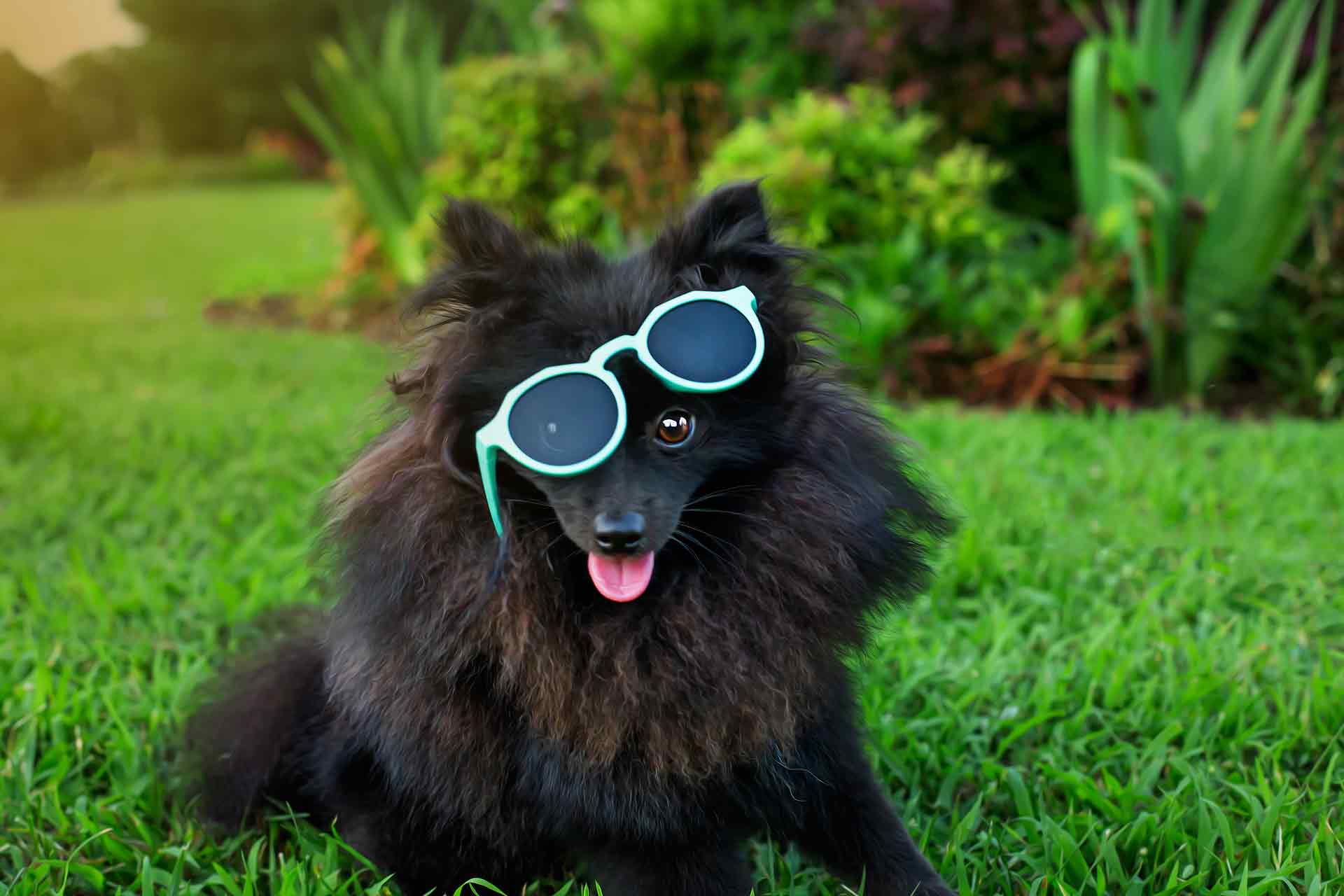 Black Pomeranian dog wearing green sunglasses during professional Equine photography session at Moments By T Franklin Tennessee